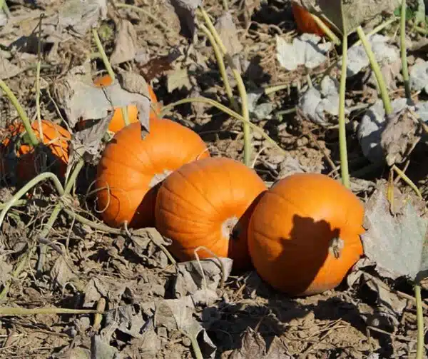 Cucurbita pepo Ghostrider - Afbeelding 2