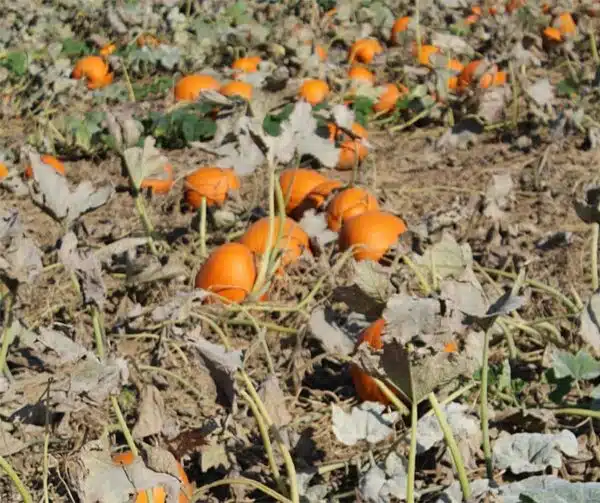 Cucurbita pepo Ghostrider - Afbeelding 4