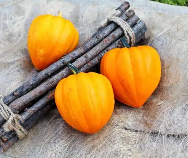Cucurbita pepo Gills Golden Pippin - Afbeelding 3