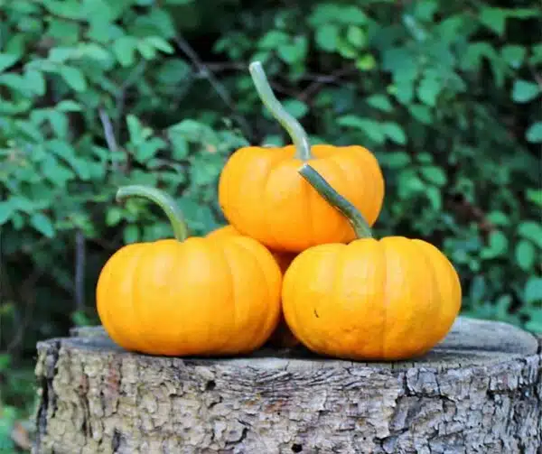 Cucurbita pepo Gold Dust F1