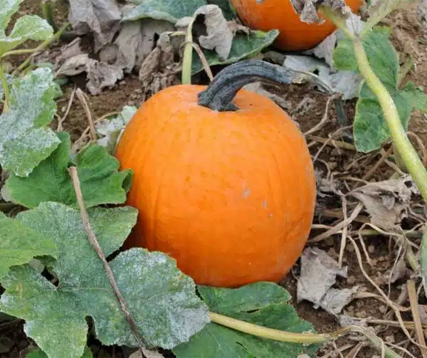 Cucurbita pepo Gold Wizard F1