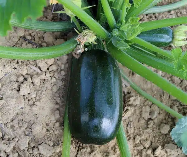 Cucurbita pepo (Calabacín) Verde Griller F1 - Imagen 2