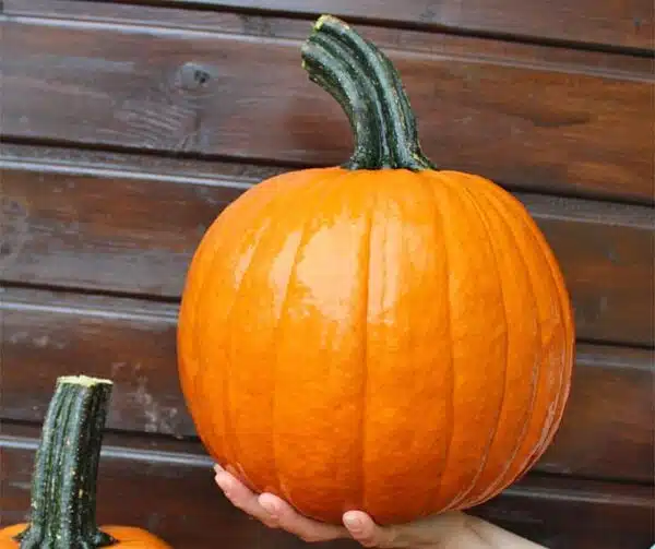Cucurbita pepo Gumdrop F1 PMT