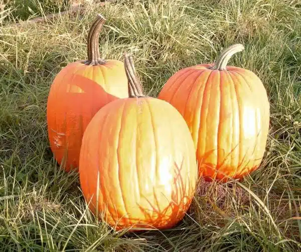 Cucurbita pepo Harvest Ace F1
