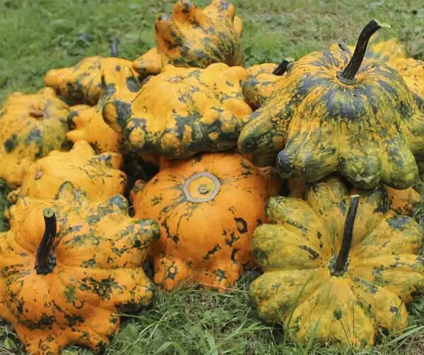 Cucurbita pepo Helios F1 - малюнак 3