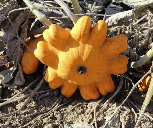 Cucurbita pepo Helios F1 - малюнак 4