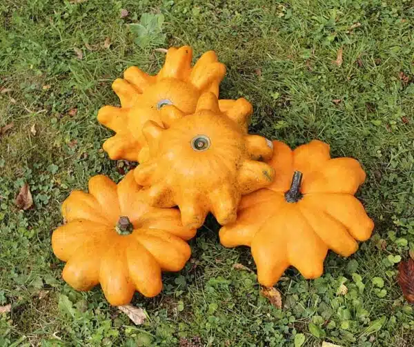 Cucurbita pepo Helios F1 - малюнак 5