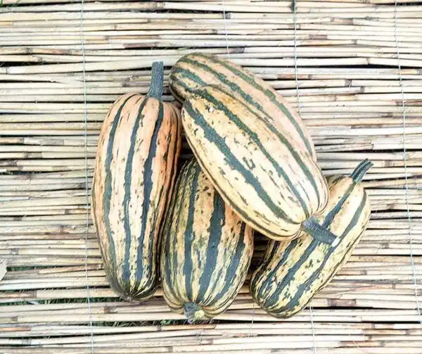 Cucurbita pepo Honeyboat Delicata