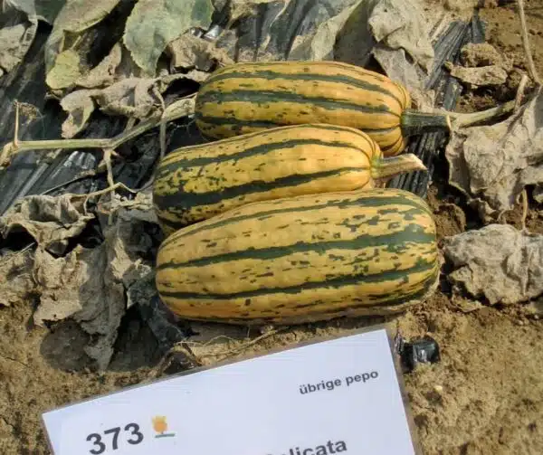 Cucurbita pepo Honeyboat Delicata - выява 2