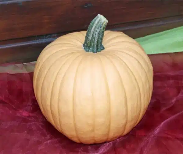 Cucurbita pepo Heiße Schokolade F1 PMT