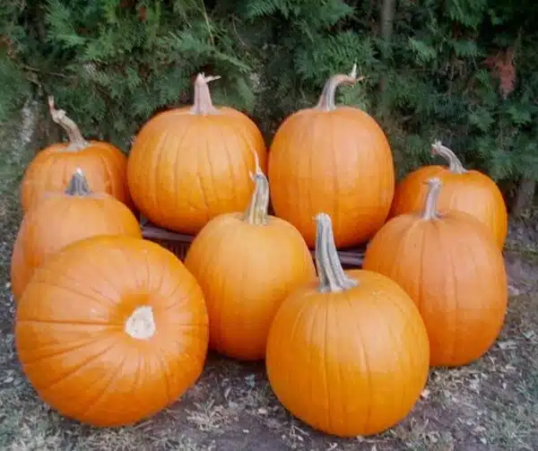 Cucurbita pepo Howden