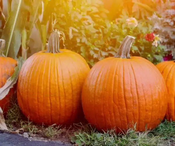 Cucurbita pepo Howden - Afbeelding 2