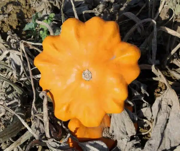 Cucurbita pepo Ile de Maurice - Afbeelding 3