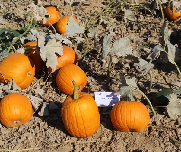 Гарбуз пепа (Jack O&#39; Lantern) БІЯГРАФІЯ - Выява 4