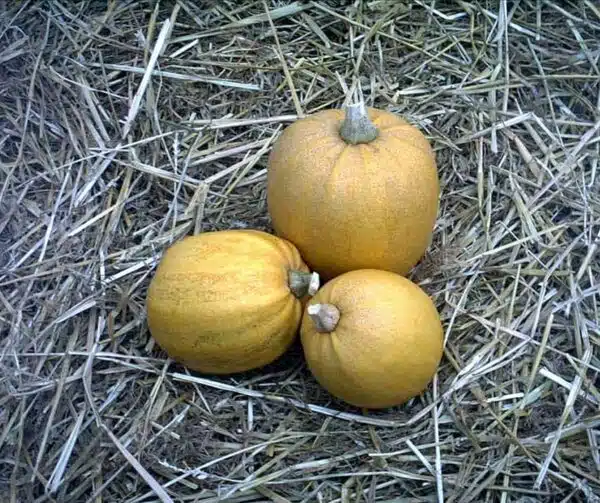 Cucurbita pepo Jaspee de Vandee