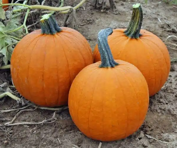 Cucurbita pepo Justify F1 PMT