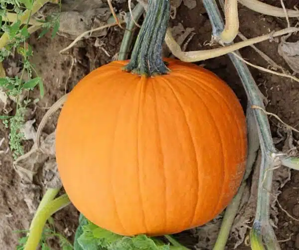 Cucurbita pepo Justify F1 PMT - Afbeelding 2