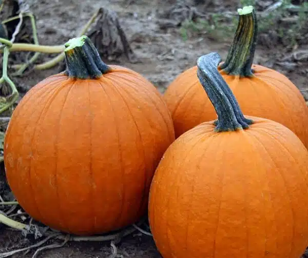 Cucurbita pepo Justify F1 PMT - Afbeelding 3