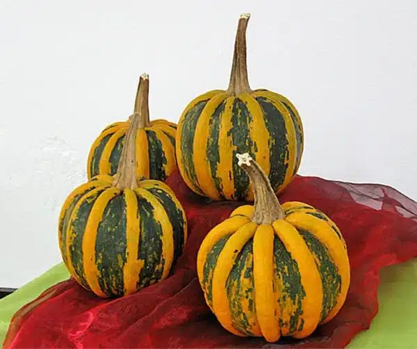 Cucurbita pepo Kamo Kamo - выява 3