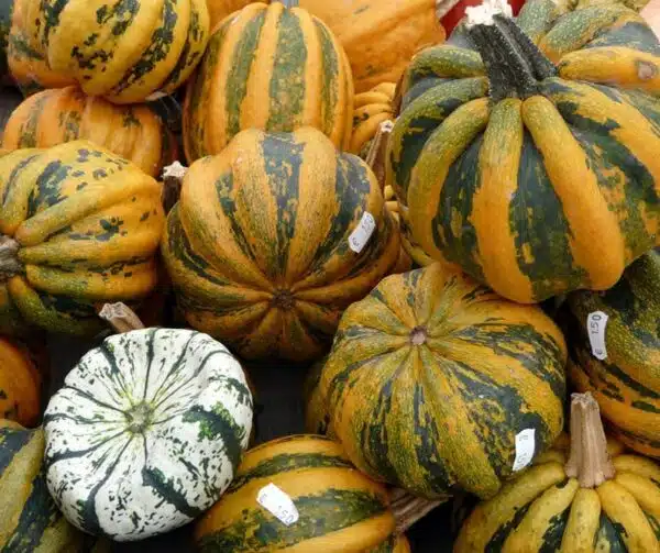 Cucurbita pepo Kamo Kamo - выява 2