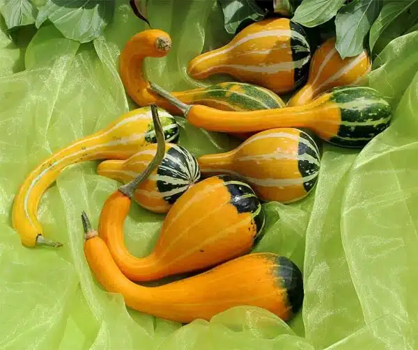Cucurbita pepo Kelle bicolor