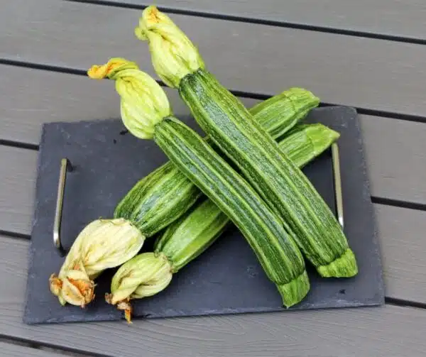 Cucurbita pepo (Zucchini) Latino F1 - Image 4