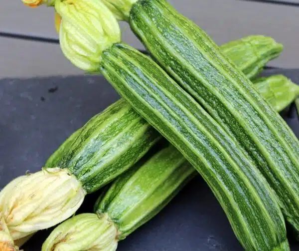 Cucurbita pepo (Zucchini) Latino F1