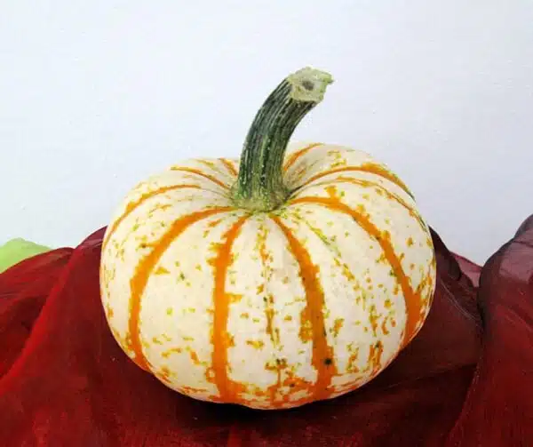 Cucurbita pepo Lil Pumkemon F1 - Afbeelding 2