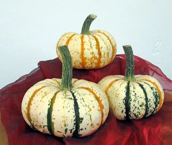Cucurbita pepo Lil Pumkemon F1