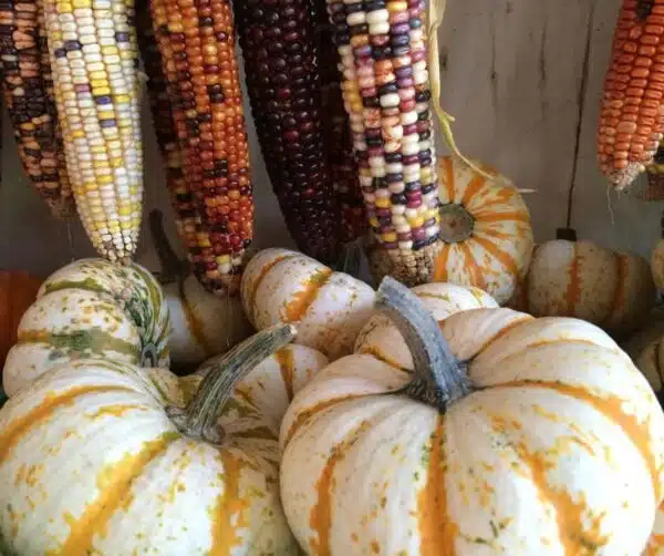 Cucurbita pepo Lil Pumkemon F1 - Afbeelding 3