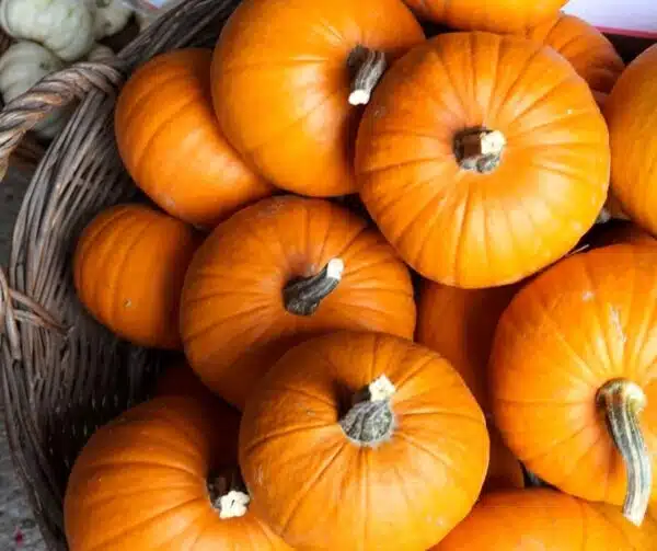 Cucurbita pepo Kleine Laterne