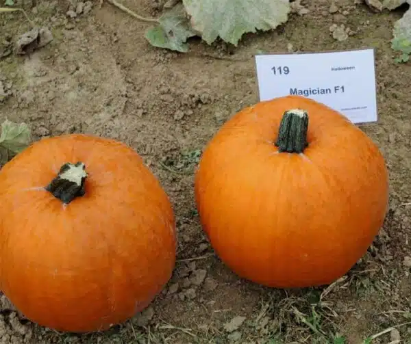 Cucurbita pepo Magician F1 PMT