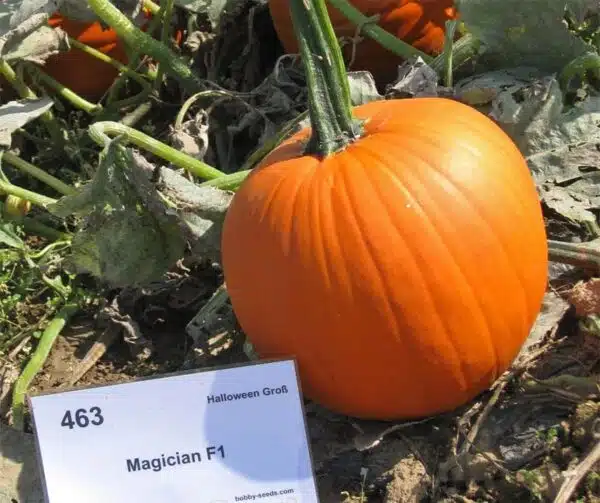 Cucurbita pepo Magician F1 PMT - Image 2