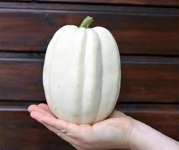 Cucurbita pepo Purè di patate F1 - Immagine 2