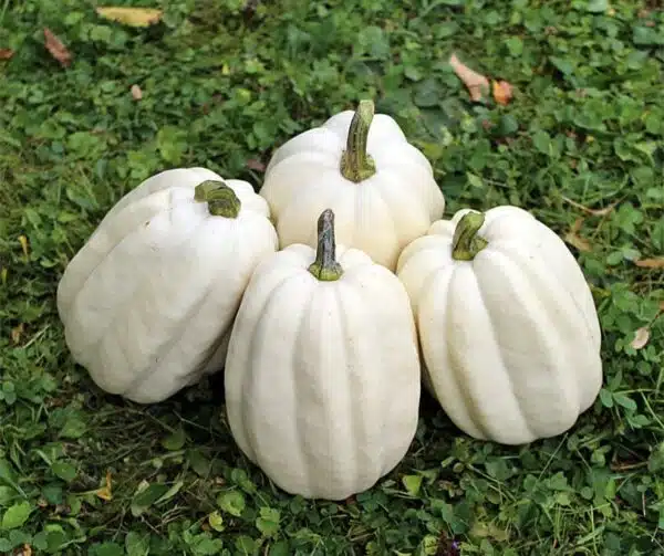 Cucurbita pepo Purè di patate F1 - Immagine 3