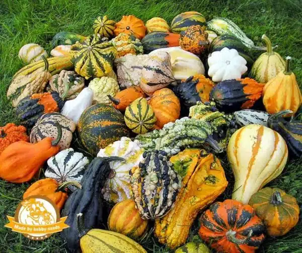 Cucurbita pepo Maya mixture
