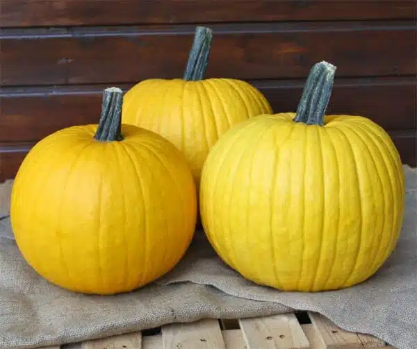 Cucurbita pepo Mellow Yellow F1 PMT