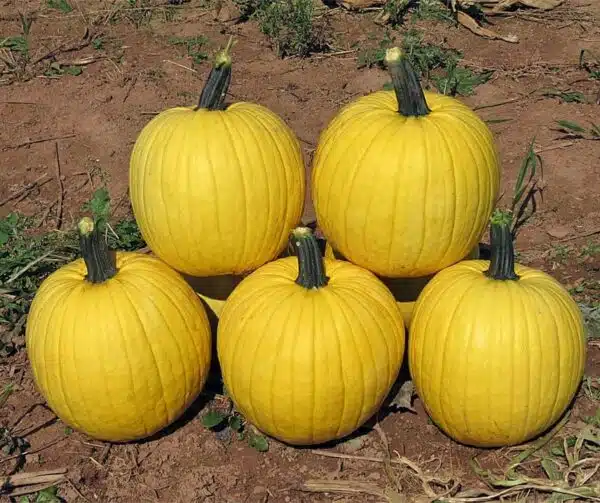 Cucurbita pepo Mellow Yellow F1 PMT - Afbeelding 3