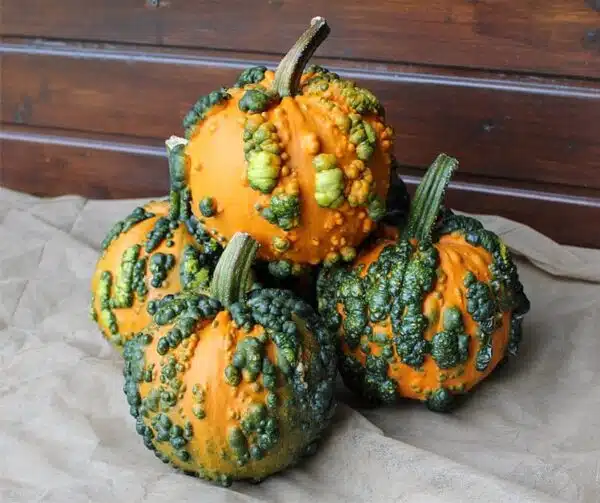 Cucurbita pepo Mini Verruche F1 PMT - Immagine 2