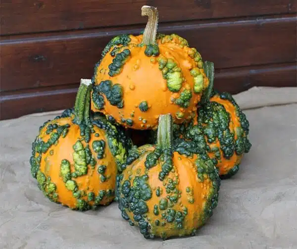 Cucurbita pepo Mini Verruche F1 PMT