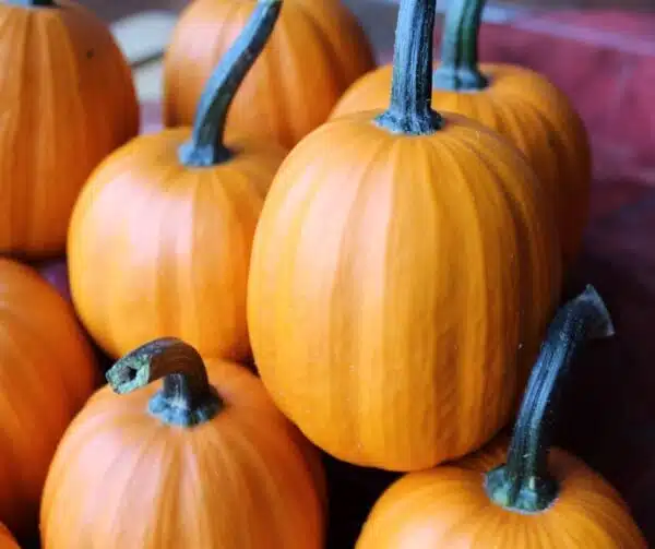 Cucurbita pepo Miss Julie F1 - Afbeelding 3
