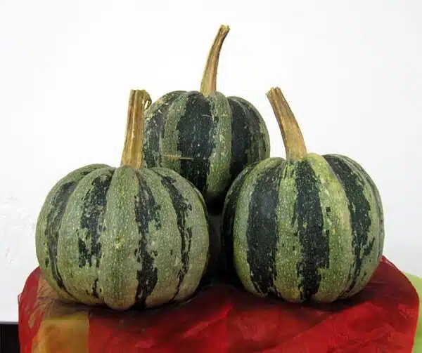 Cucurbita pepo Mongogo de Guatemala