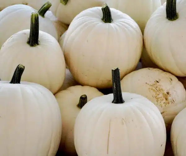 Cucurbita pepo Moonshine F1 - Afbeelding 2