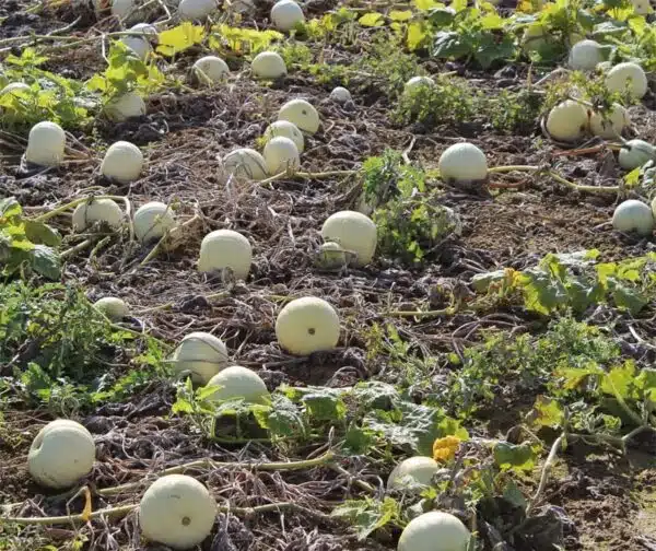 Cucurbita pepo Moonshine F1 - Afbeelding 3