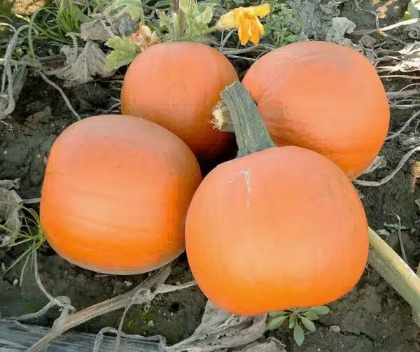 Cucurbita pepo Mystic F1 - Afbeelding 2