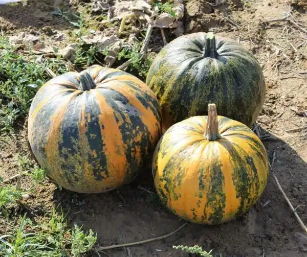 Cucurbita pepo Oilpumpkin - Image 3