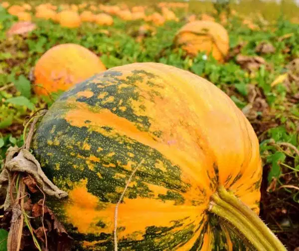 Cucurbita pepo Oilpumpkin - Image 2