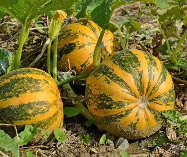 Cucurbita pepo Oilpumpkin
