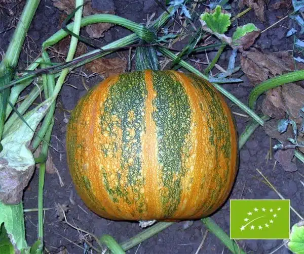 Cucurbita pepo Retzer Gold BIO (Zucca da olio)