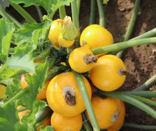 Cucurbita pepo (цукіні) One Ball F1 - малюнак 4